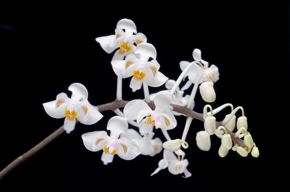 Лесная Орхидея белая