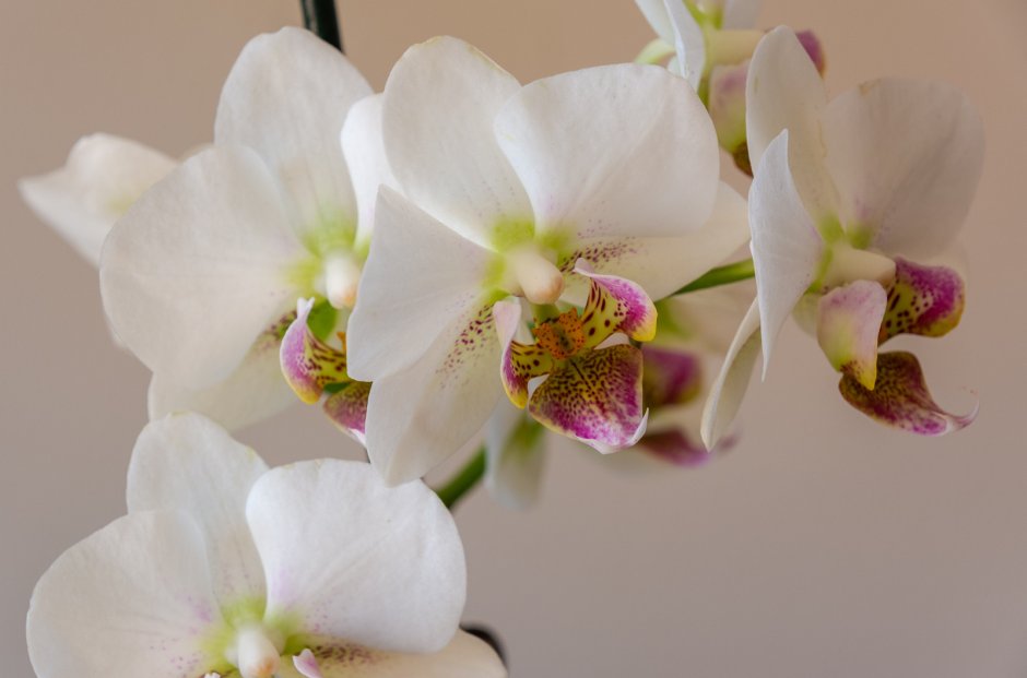 Обои белые черные орхидеи
