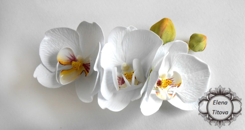 Чарующая Орхидея