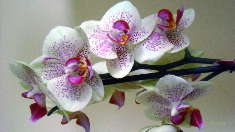Зеленский ваниль Орхидея
