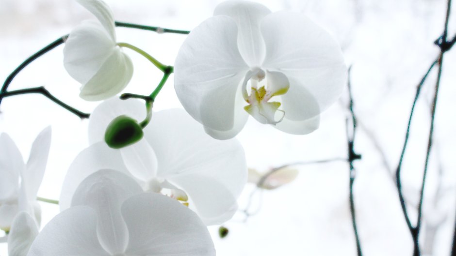 Орхидея White Swan