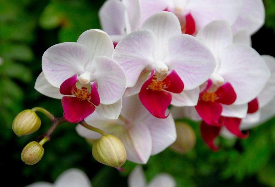 Фотообои/b коллекция белые орхидеи