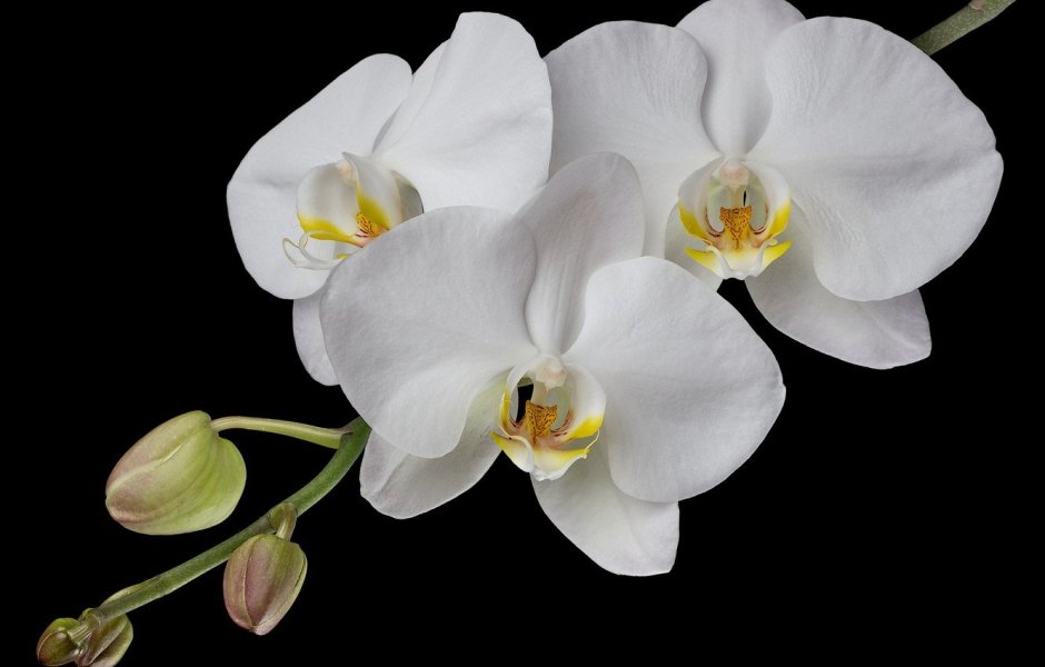 Белая Орхидея фаленопсис белая с желтой