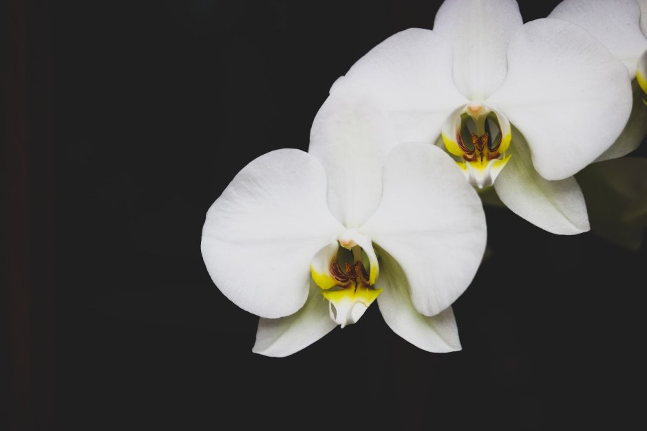 Орхидея белая с желтой серединкой название