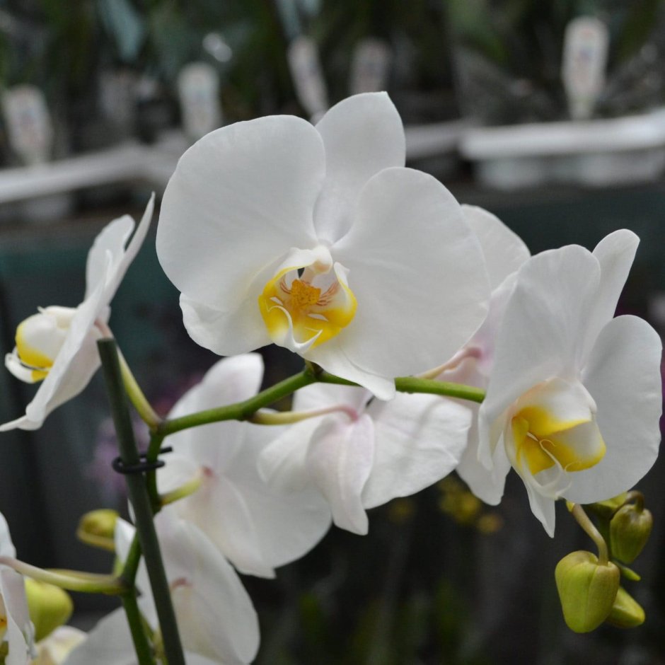 Ambrella longituba Орхидея