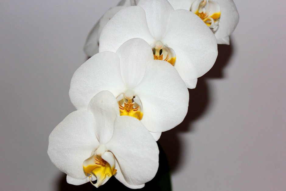 Орхидея Анна Вайт