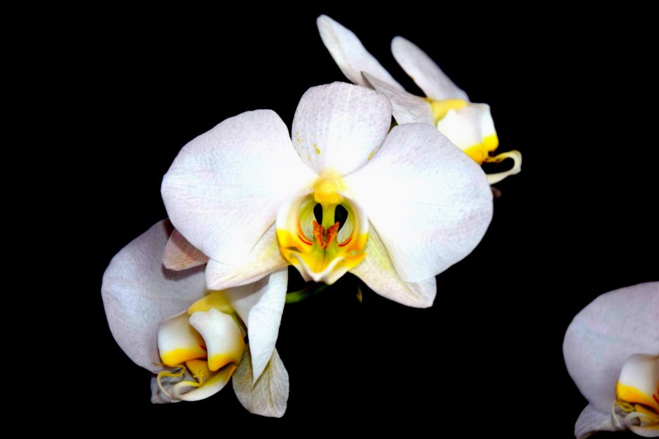 Орхидея белая с желтой серединкой