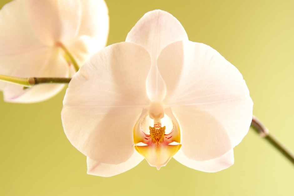 Орхидея белая ампельная