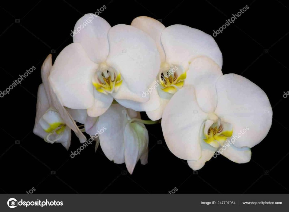 Шикарные орхидеи