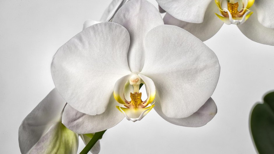 Водная Орхидея