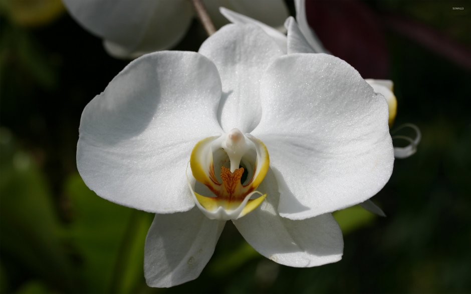 Белая орхидея с желтой серединкой
