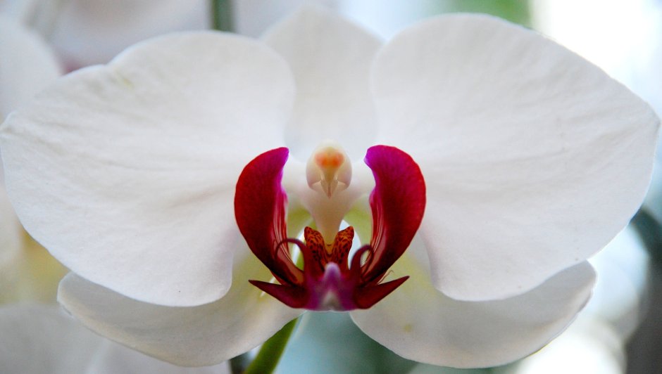 Орхидея фаленопсис белая с желтой серединой