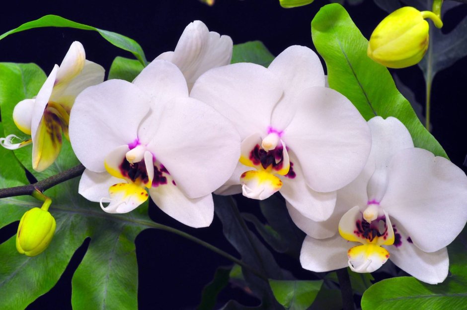 Пестик у орхидеи