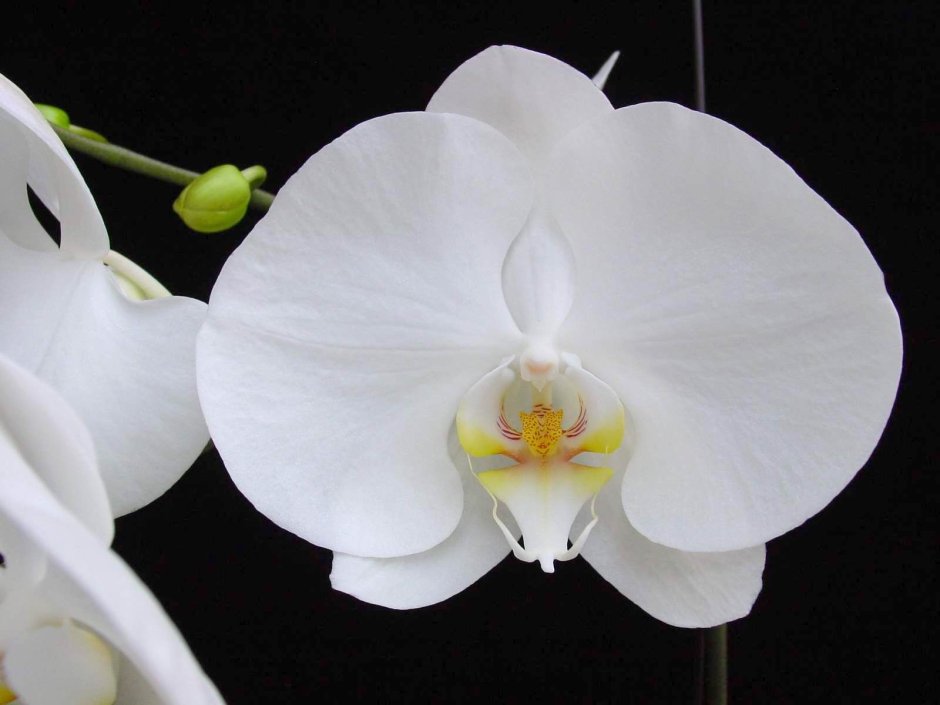 Бутон белой орхидеи