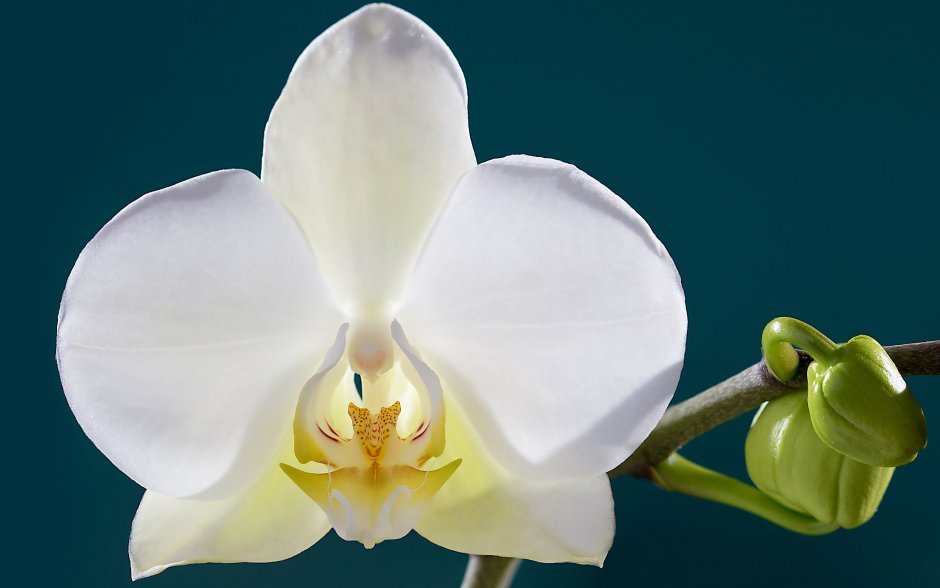 Орхидеи белые с ярко желтой серединой