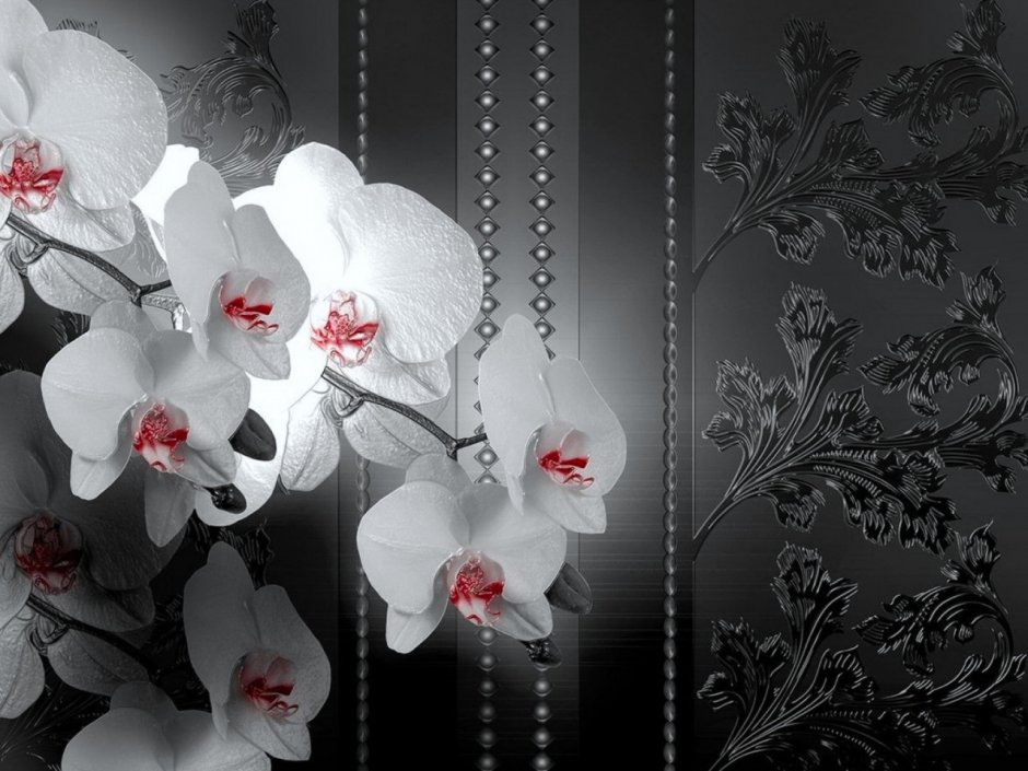 Орхидеи в чёрно белом