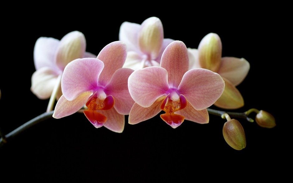 Орхидея Диамант белая