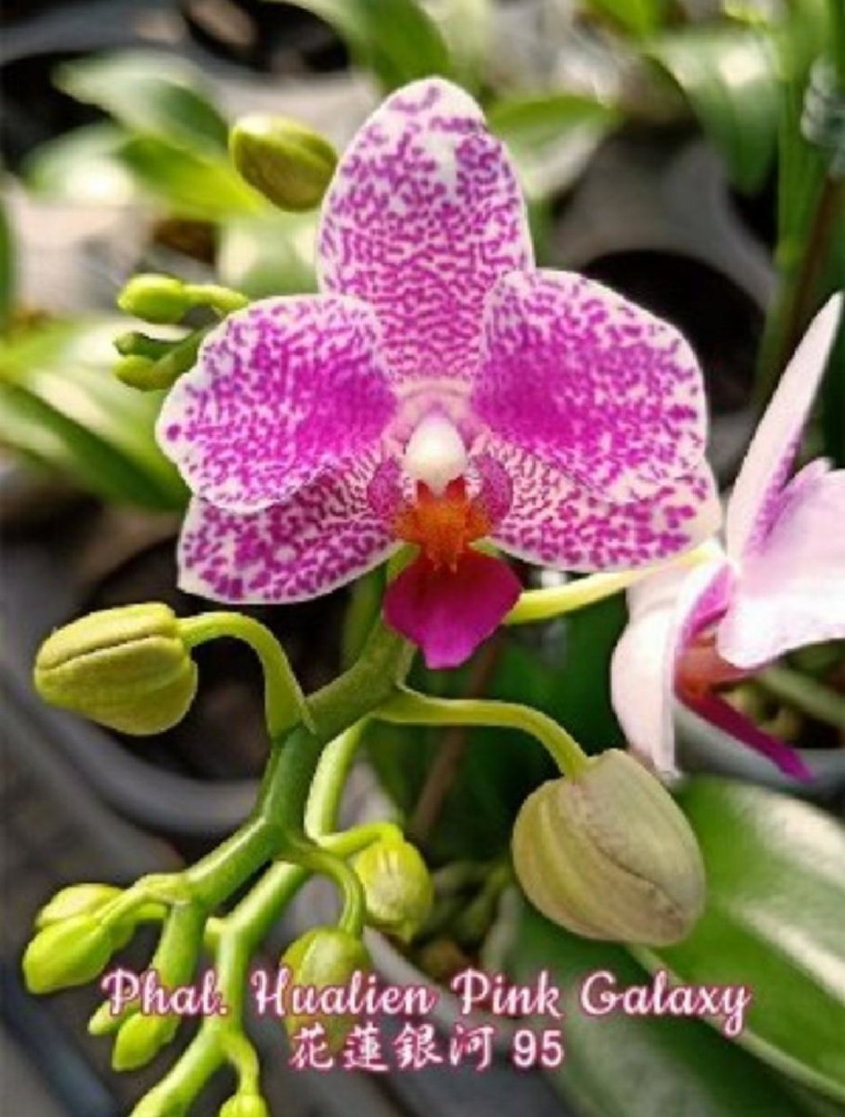 Hualien Pink Galaxy Орхидея