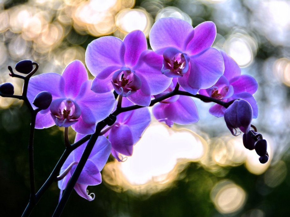 Фиолетовая Орхидея на белом фоне