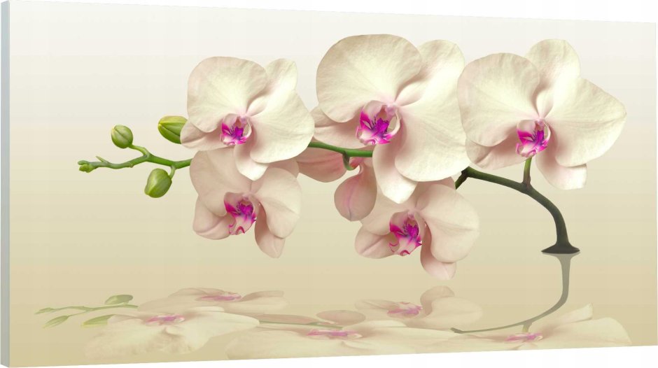 Розово-сиреневая Орхидея