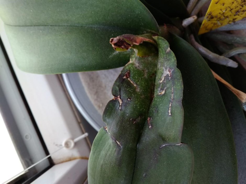Болезни орхидей фаленопсис трипсы