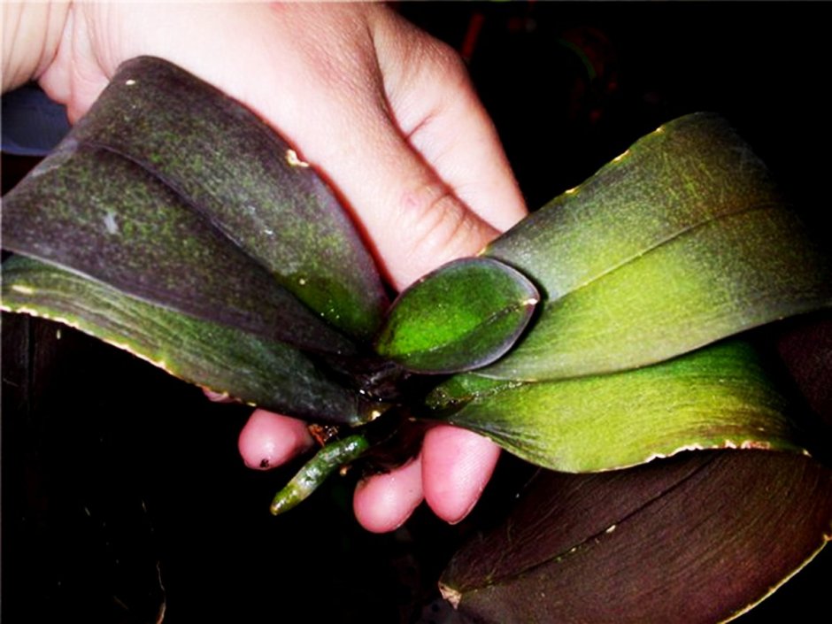 Бурая пятнистость орхидеи