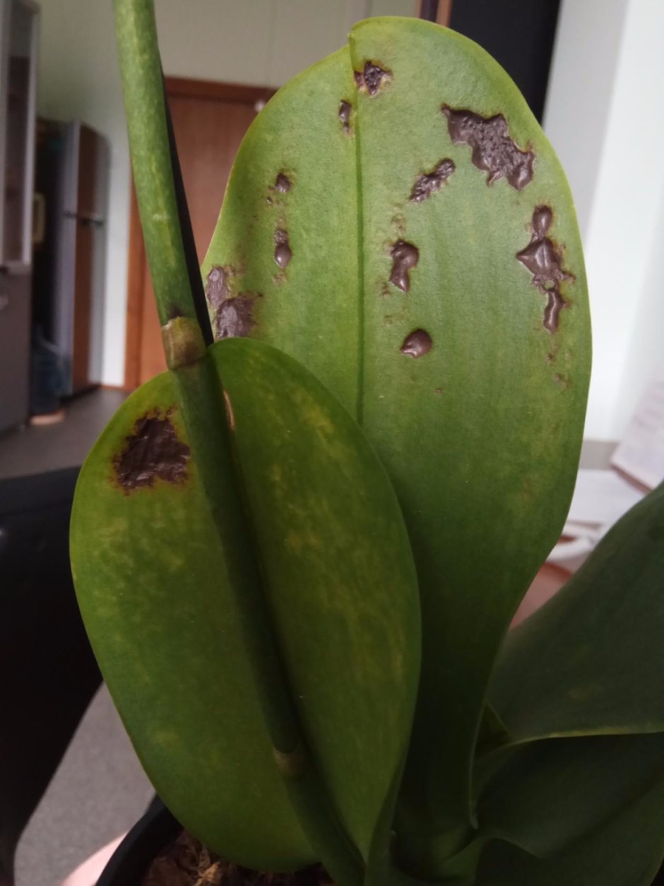 Орхидея фаленопсис пожелтели листья