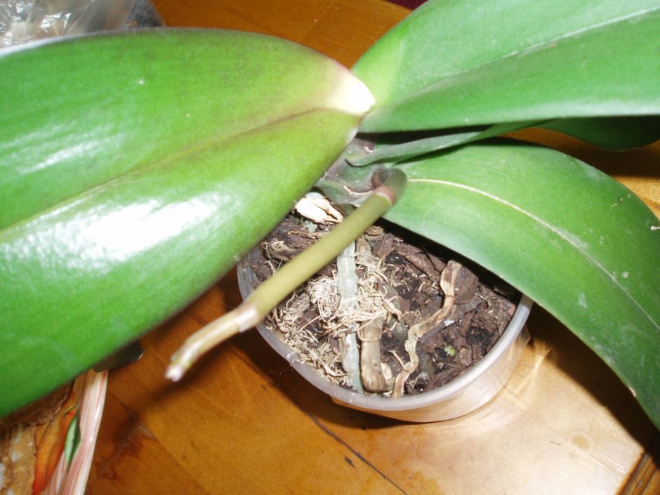 Септориоз орхидеи
