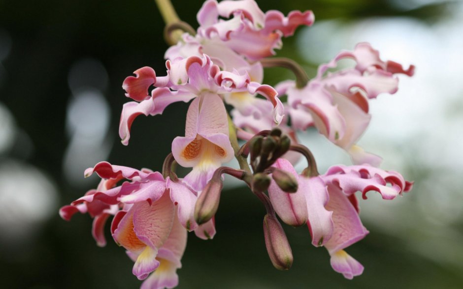 Орхидея Кембридж