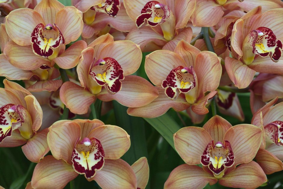 Орхидея Phalaenopsis полосатик
