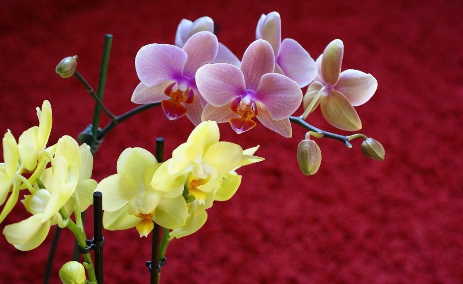 Бульбофиллум Орхидея цветы