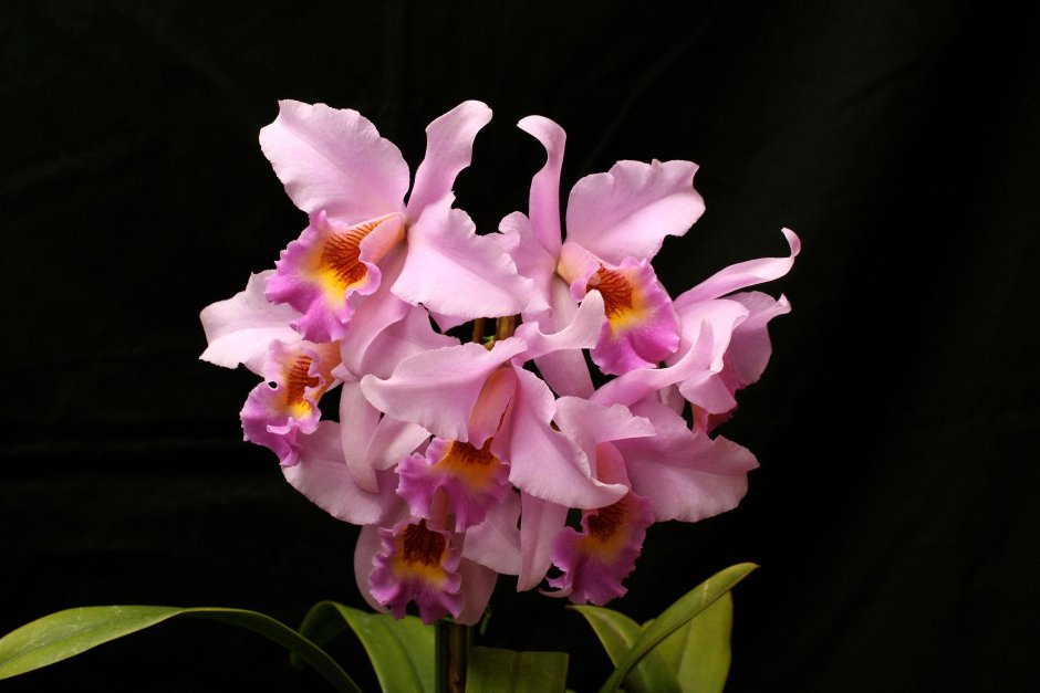 Садовые цветы похожие на орхидеи
