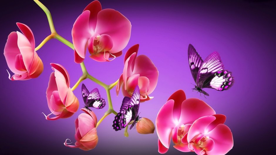 Орхидея Дендробиум Цимбидиум
