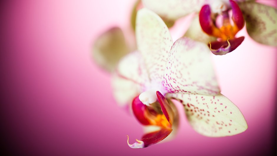 Плейоне Орхидея