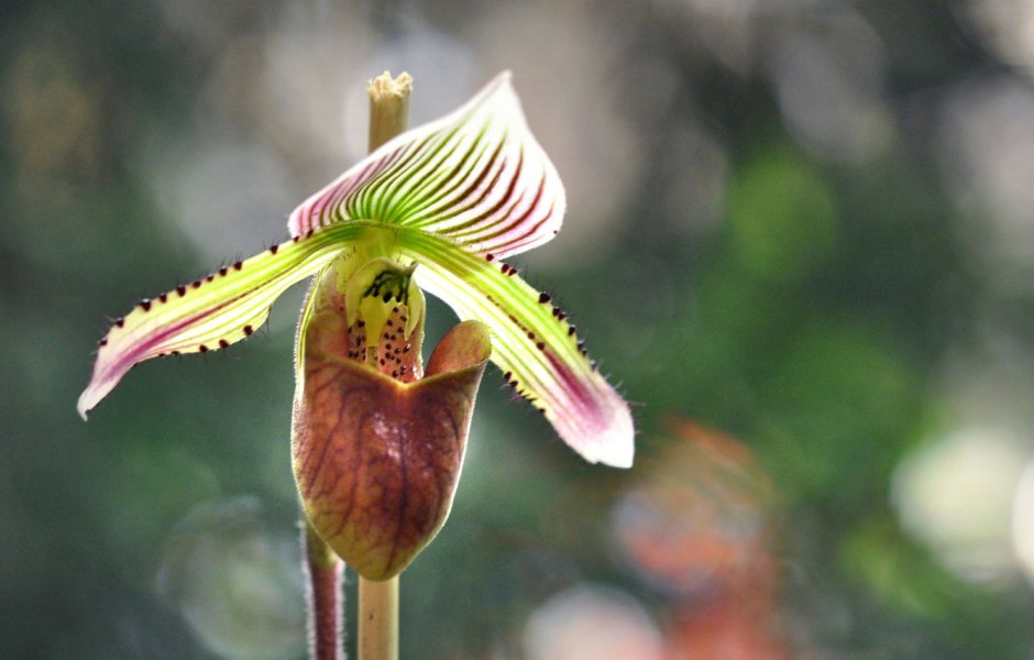Орхидея Анастасия