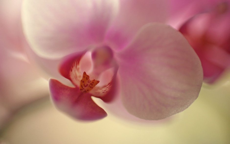 Орхидея Монпелье