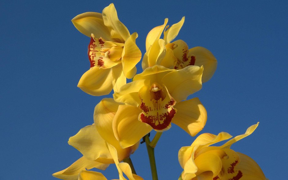 Лиановидные орхидеи
