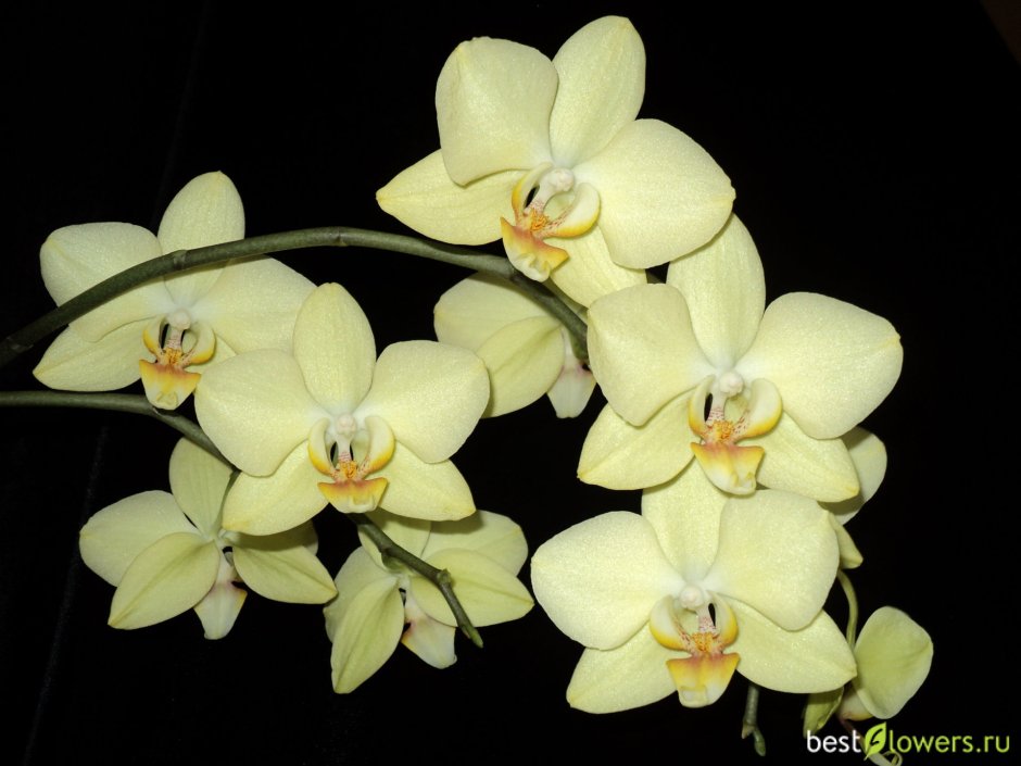 Светло желтая Орхидея фаленопсис