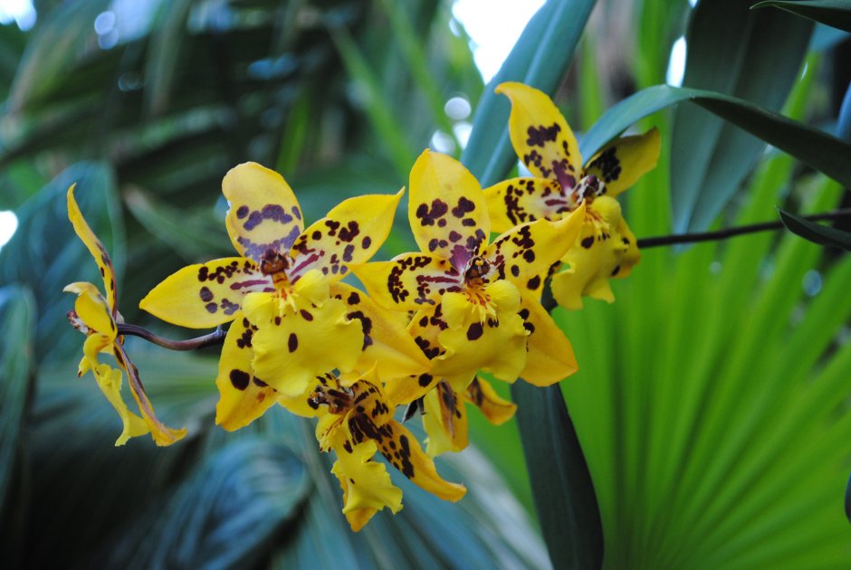 Орхидея желтый восковик