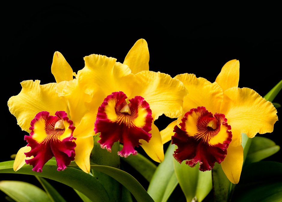Орхидея Каттлея желтая