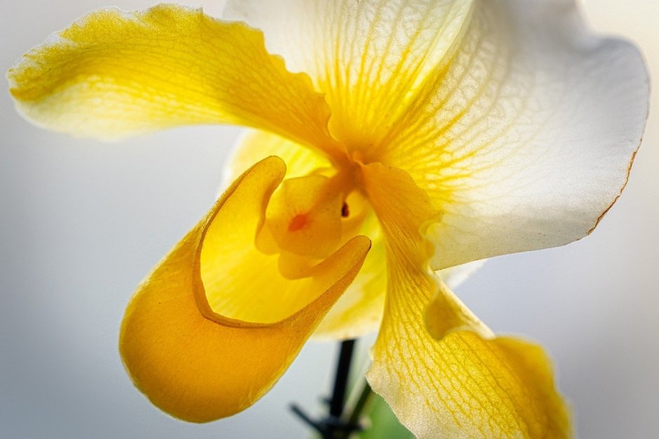 Еллоу Фрид Орхидея