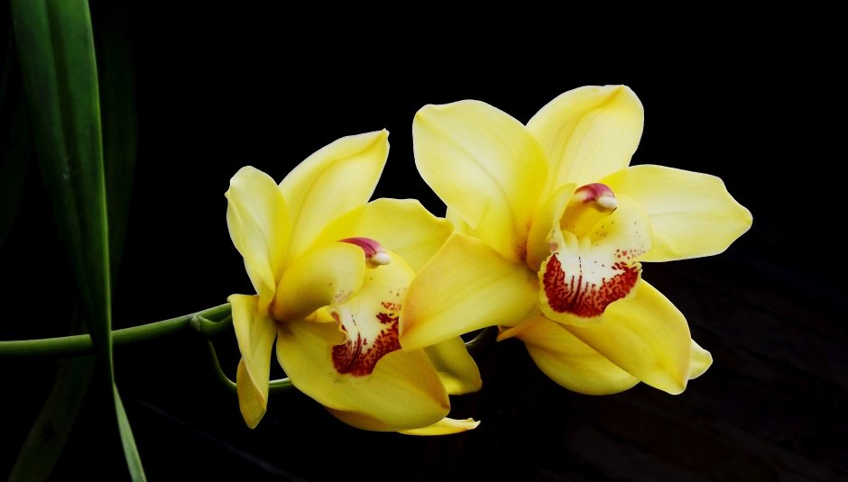 Желтая Заводская Орхидея Shenzhen Nongke