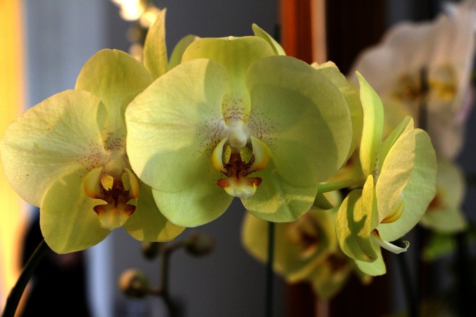 Сорта желтых орхидей