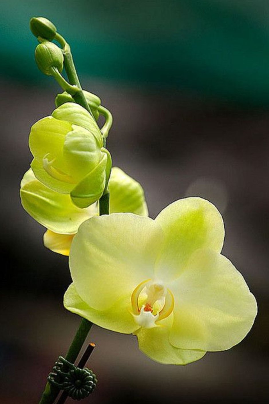 Yellow Bloom Орхидея