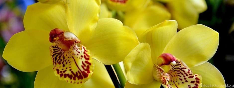 Орхидея желтая корова