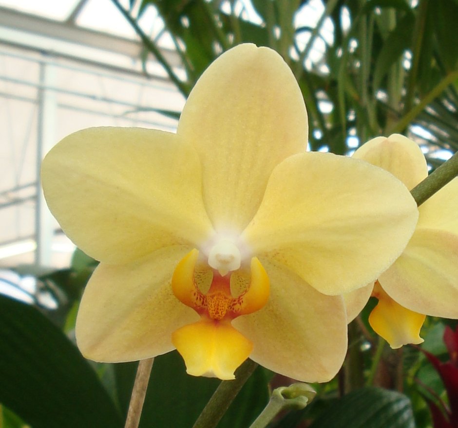 Орхидея Аполлон фаленопсис