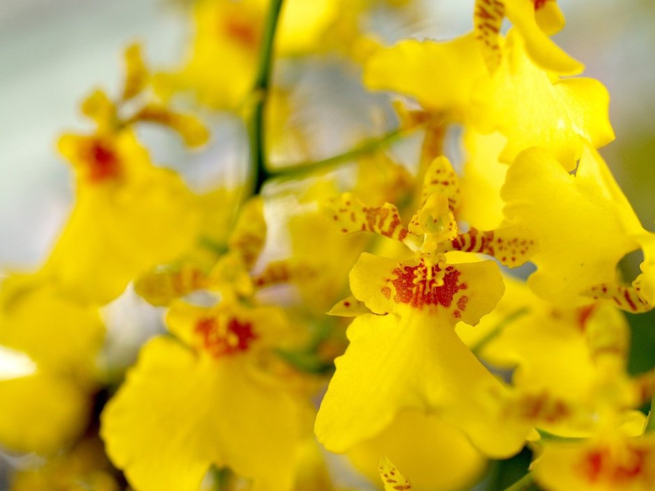 Орхидея Yellow spot