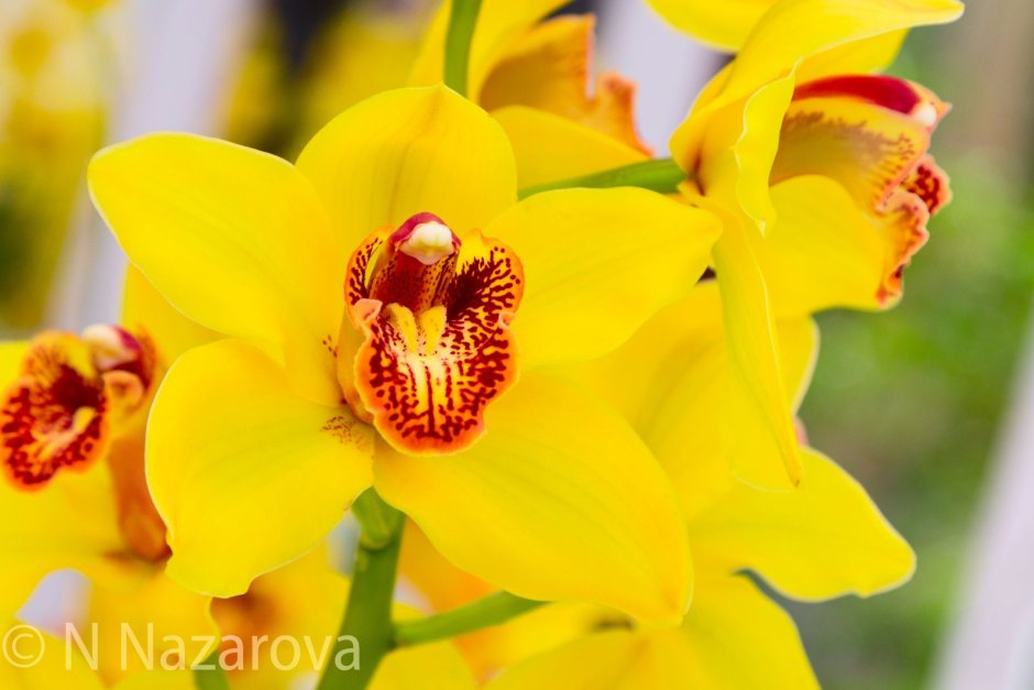 Yellow Queen Орхидея