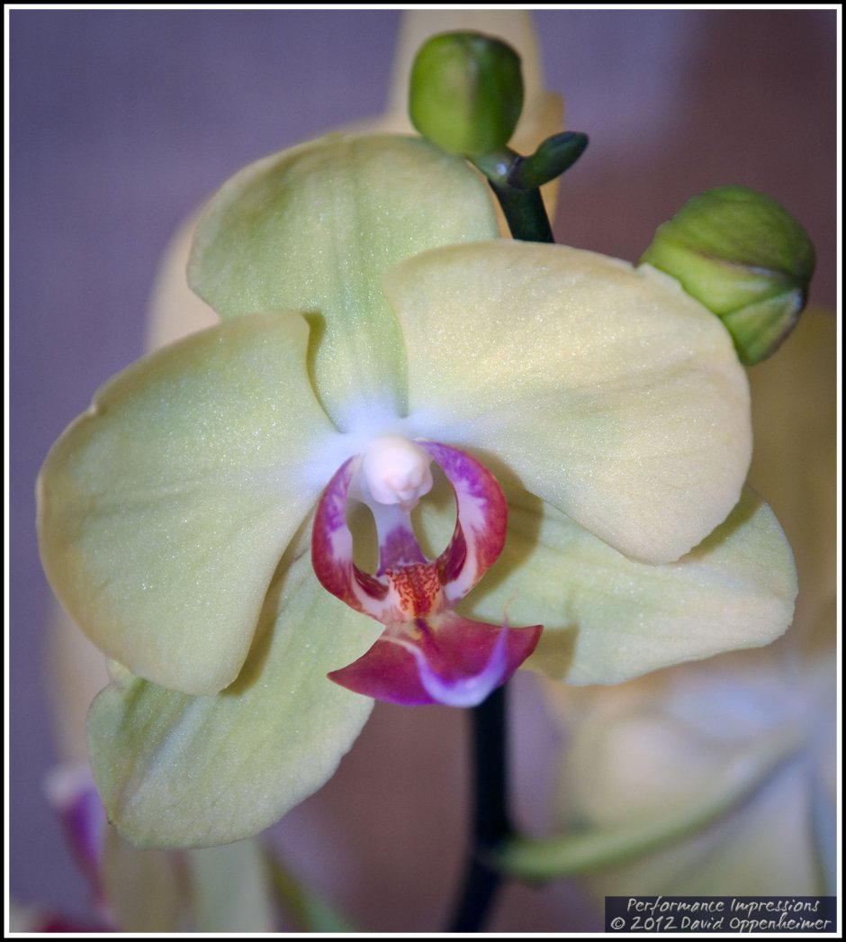 Орхидея фаленопсис Сансет