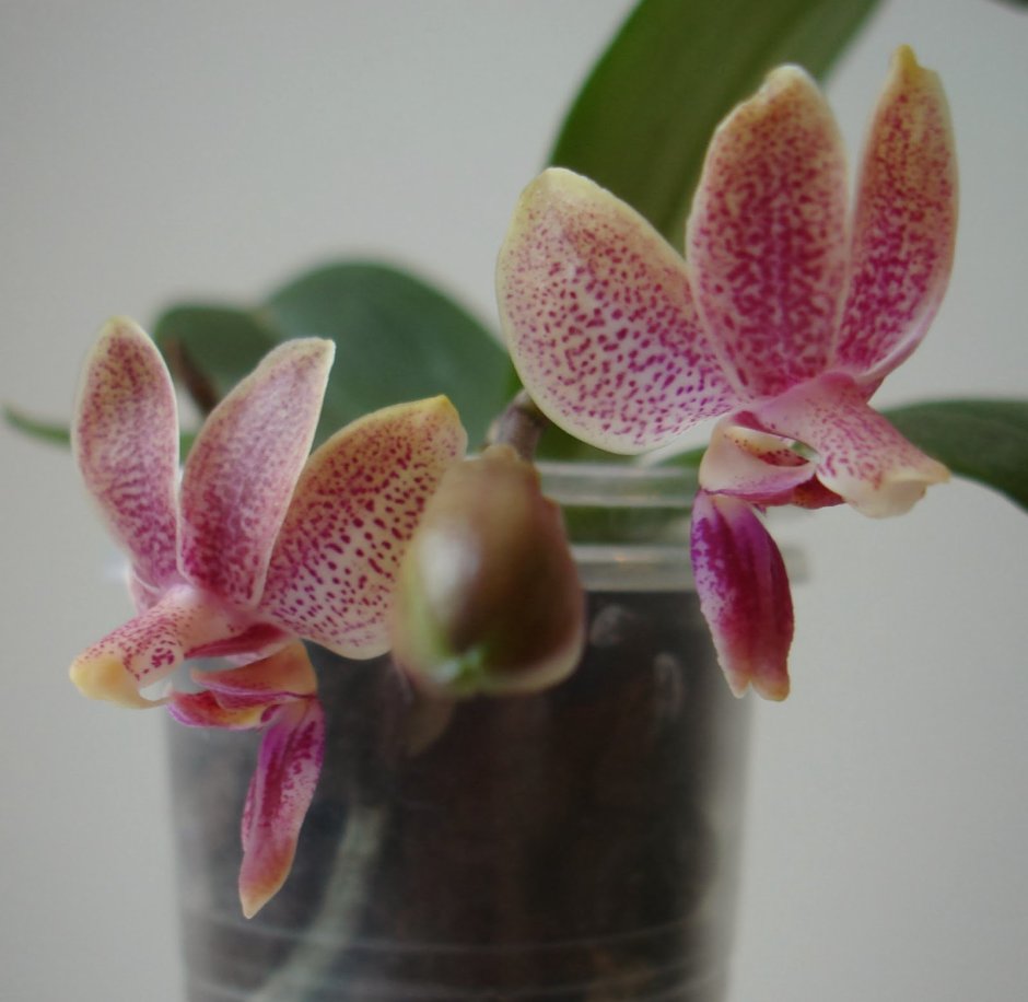 Орхидея фаленопсис Сансет